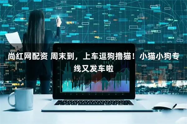尚红网配资 周末到，上车逗狗撸猫！小猫小狗专线又发车啦